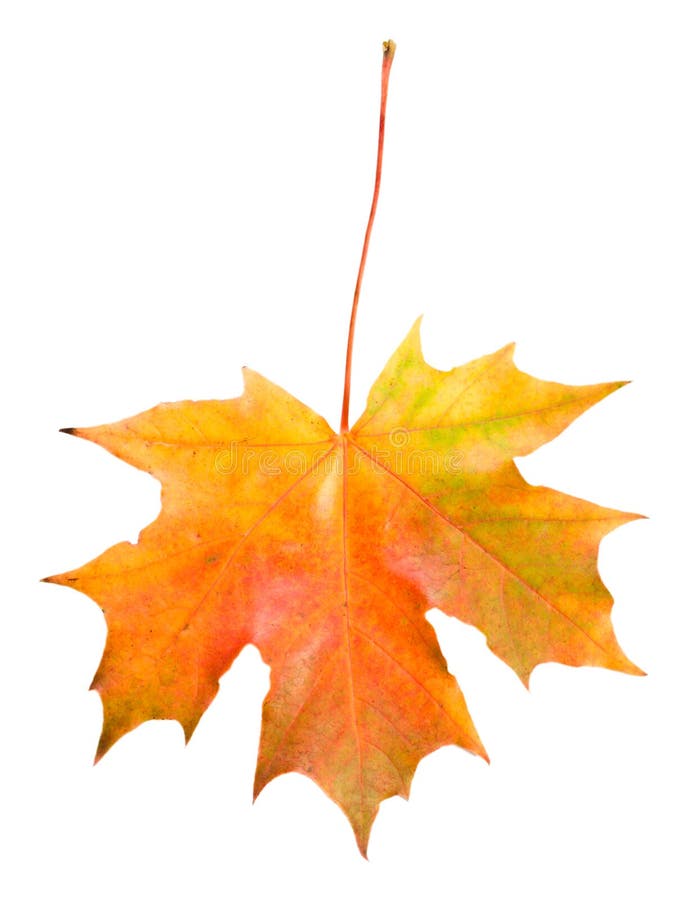 Fallen maple leaf isolated