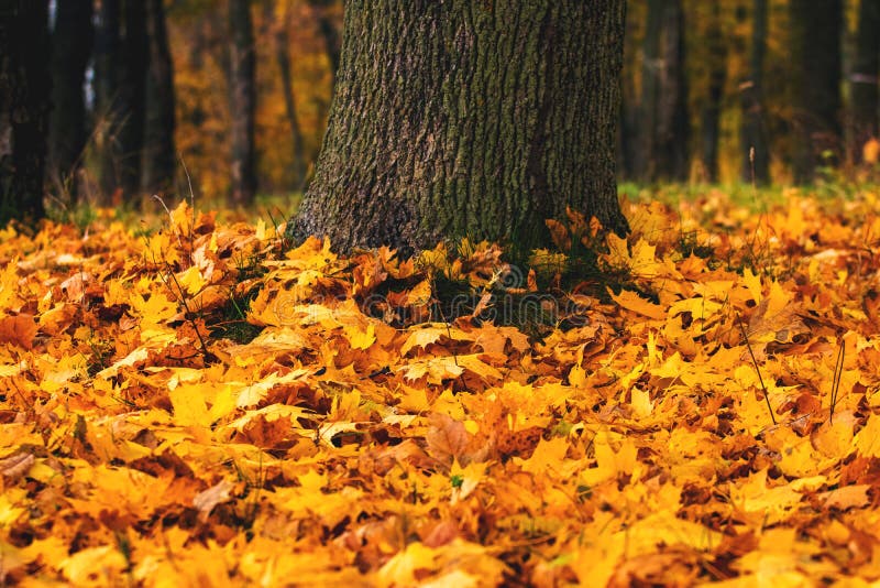 Fallen maple leaves near a tree trunk, autumn background