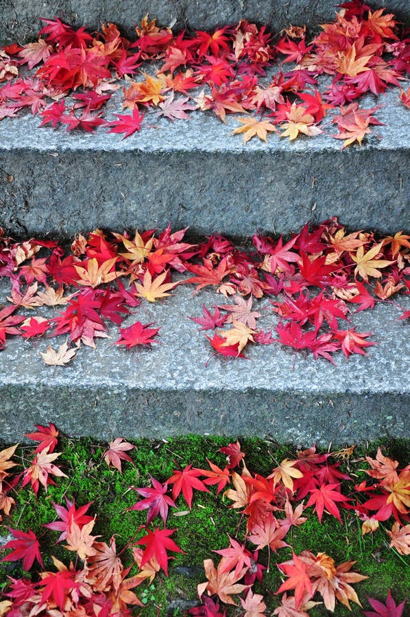 Fallen maple leaves on the stairs way