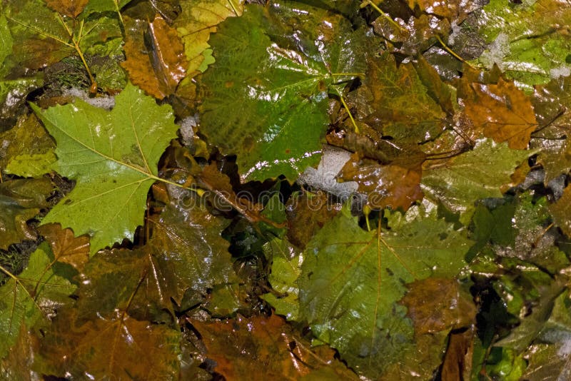 Fallen maple tree leafs in winter royalty free stock photo