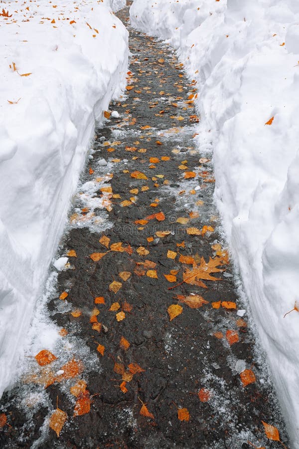 Fallen orange leaves covered with snow lying on the footway.