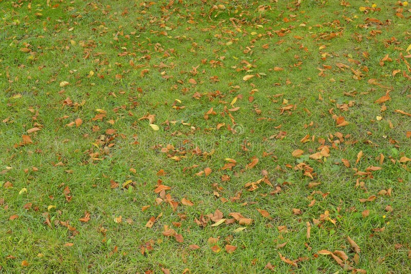 Fallen Orange Leaves on the Grass. Texture Stock Image Image of