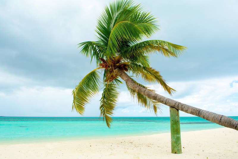 Fallen palm tree stock photos Fallen palm tree stock photos