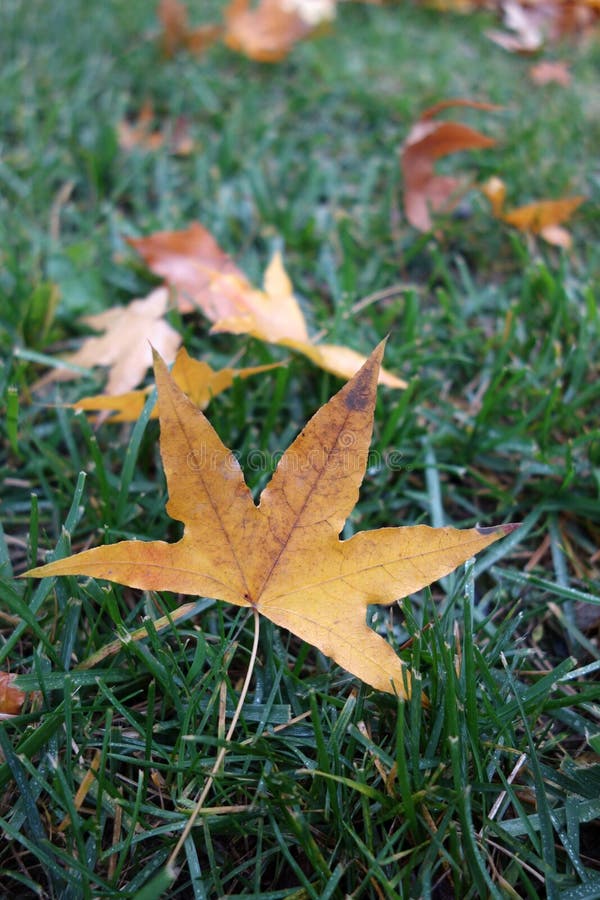 Fallen parasol tree leaves royalty free stock photo