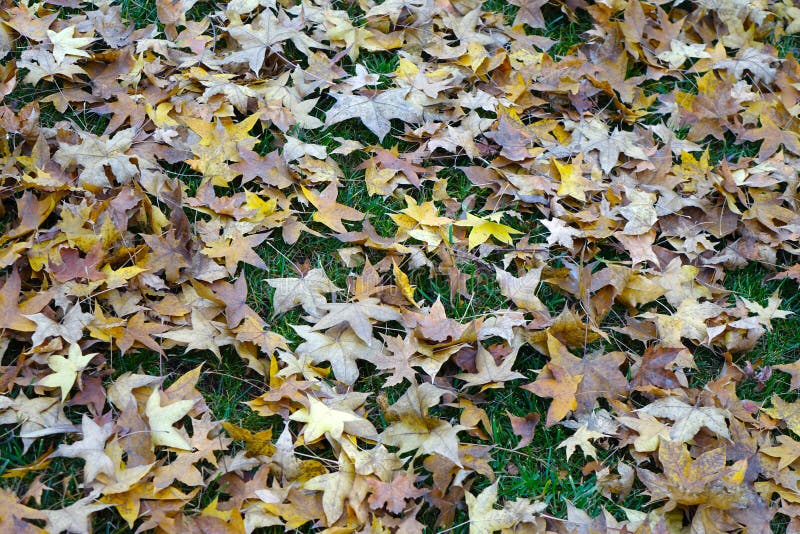 Fallen parasol tree leaves stock images