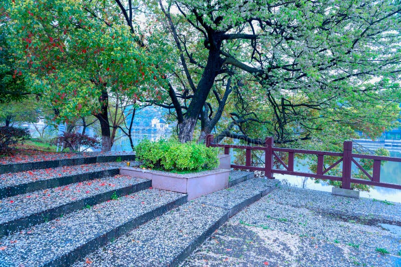 Fallen petals lie in profusion-Nanchang Mei Lake Scenic Area