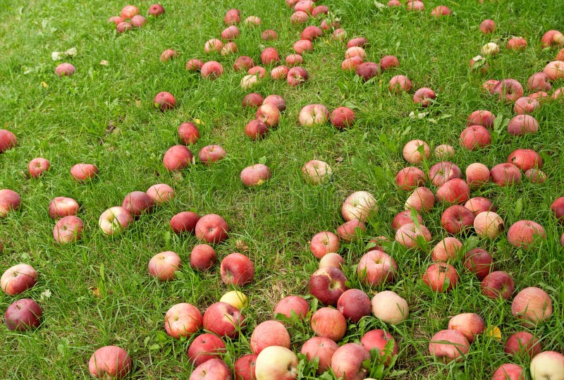 Fallen red apples in green grass