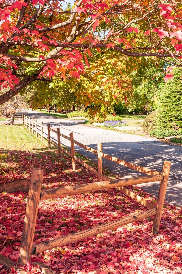 Fallen Red Oak Tree Leaves in a Yard Next To a Street on a Sunny Fall