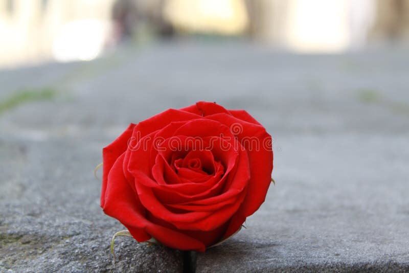 Fallen Red Rose on the Floor Stock Photo - Image of outdoor, metaphor ...