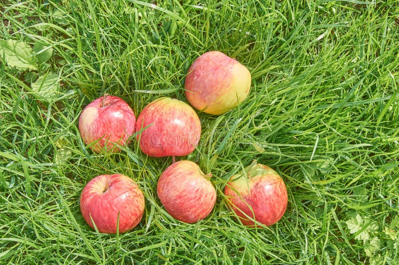 Fallen Ripe Apples Under the Apple Tree on the Grass Stock Image