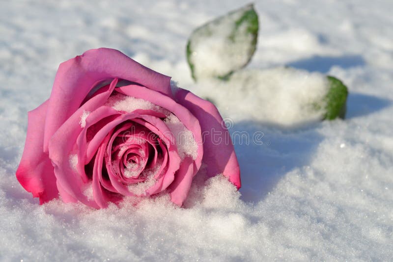 Red Rose in snow stock photo. Image of valentine, love 17325322