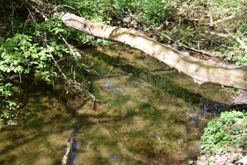 Fallen tree across a mirror calm river royalty free stock photo