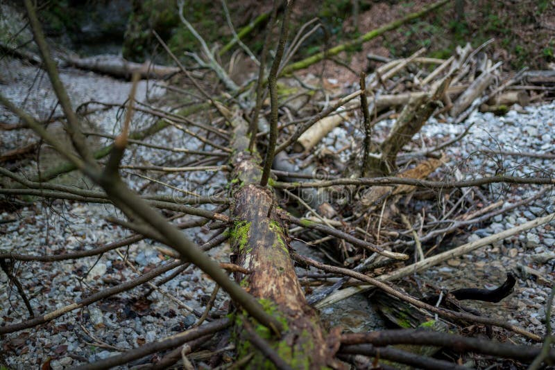 Spadlý strom s větvemi na turistické stezce v národním parku Slovenský ráj