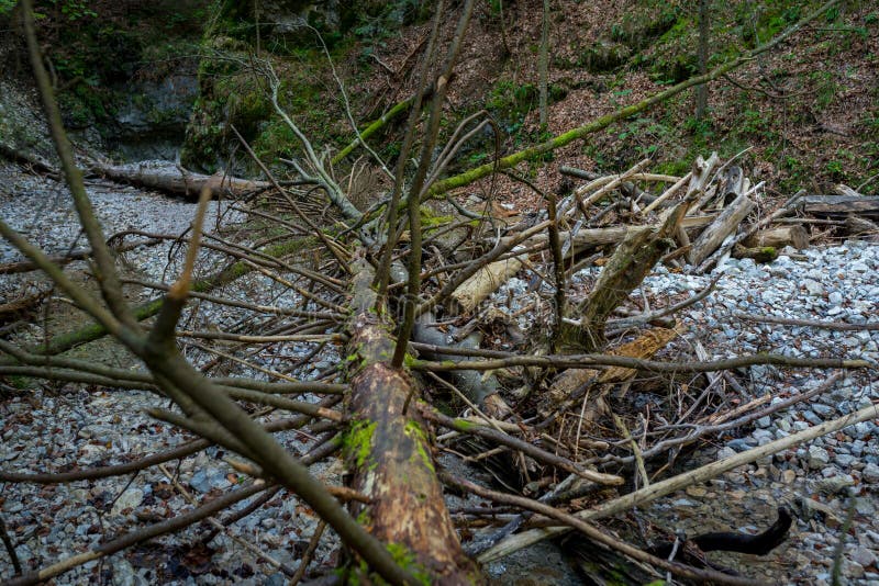 Spadlý strom s větvemi na turistické stezce v národním parku Slovenský ráj