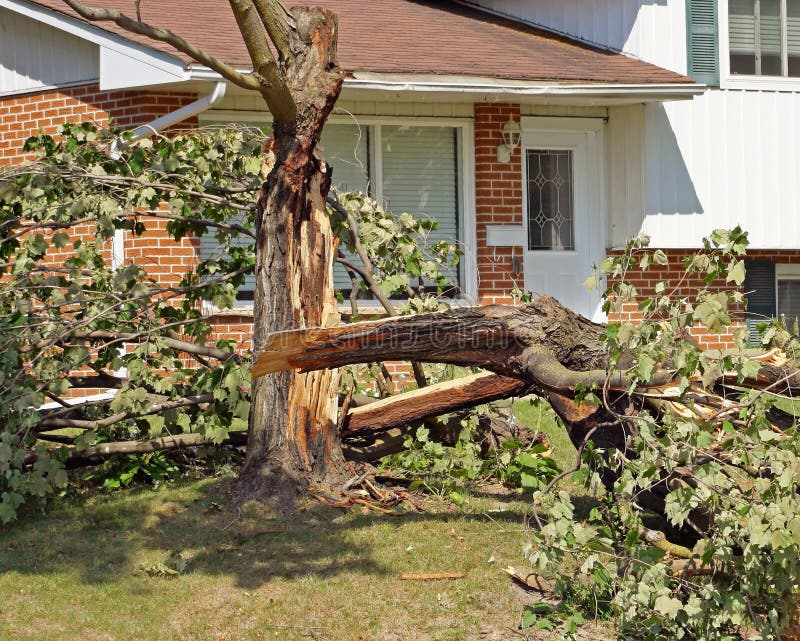 Fallen Tree royalty free stock photos