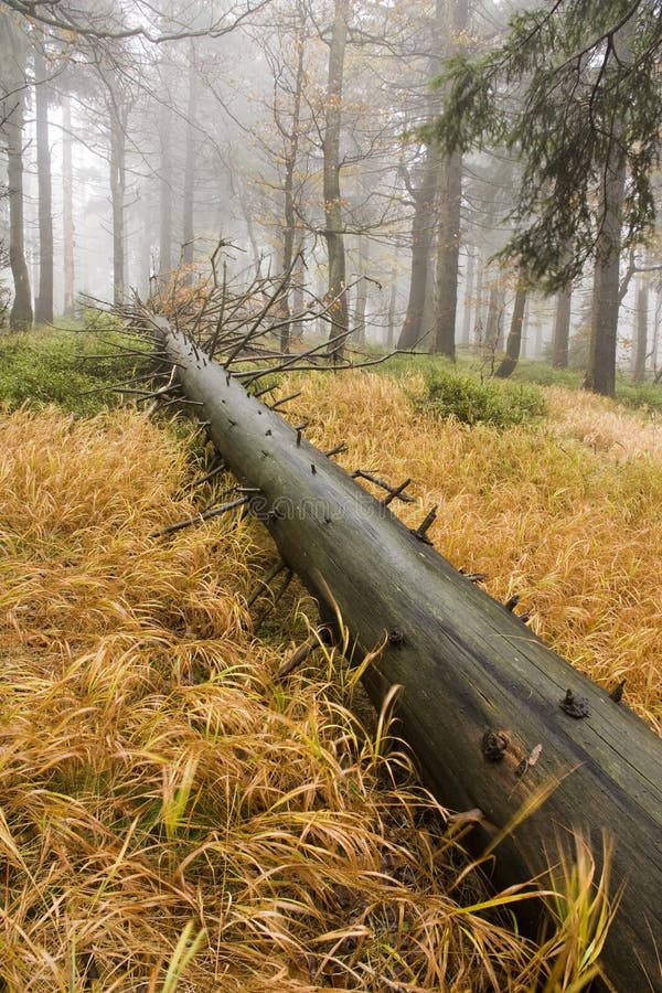 Fallen tree in the forest