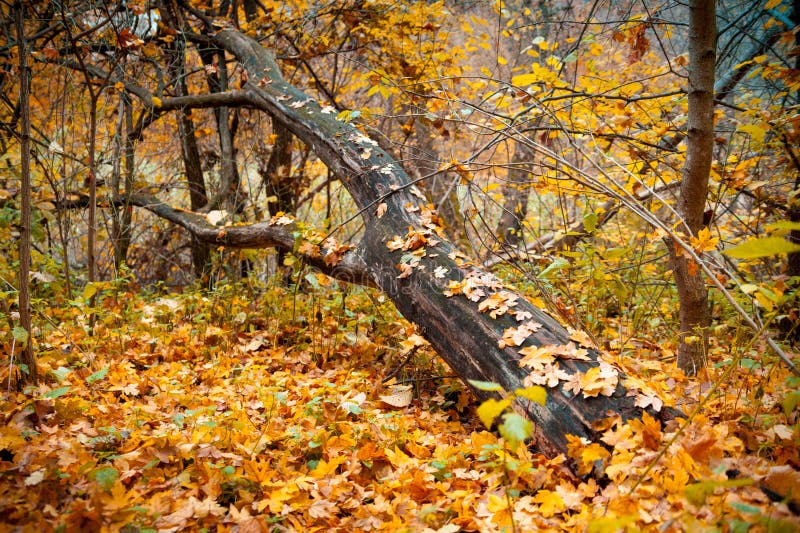 A fallen tree in the forest