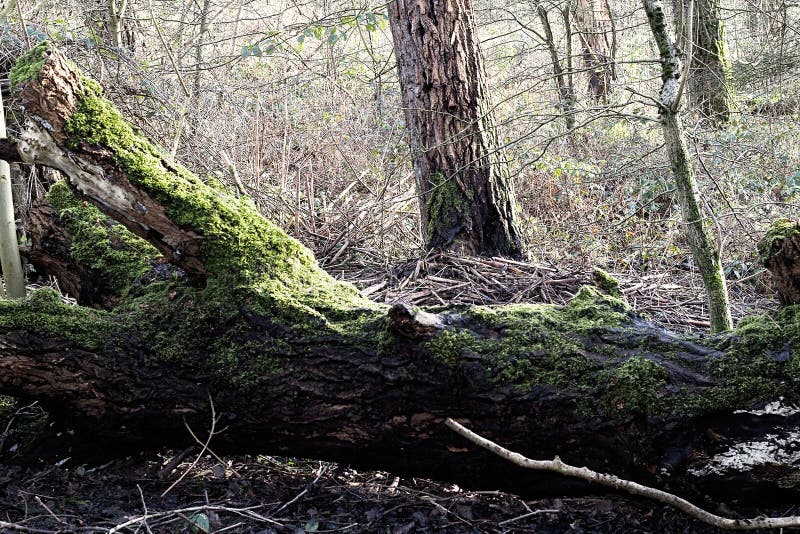 Fallen Tree With Green Moss Growing On Trunk stock photos