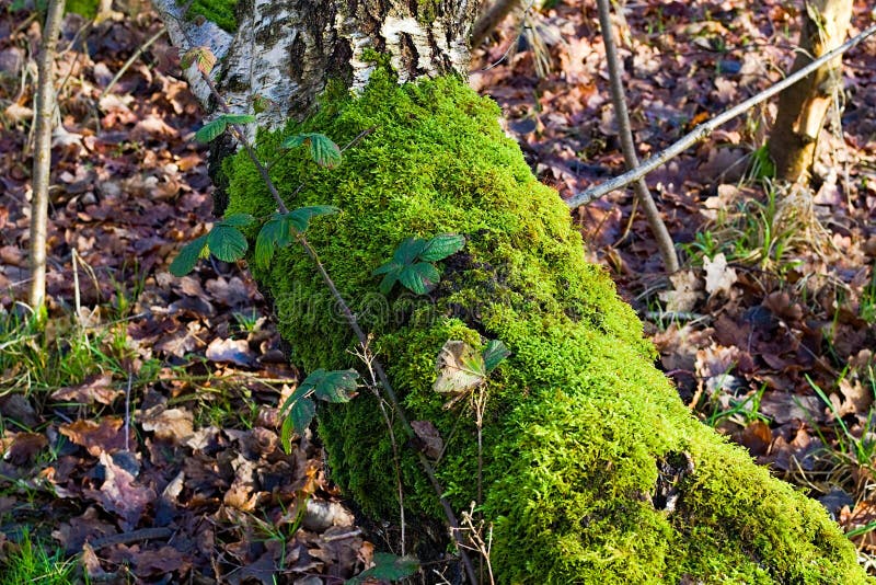 Fallen Tree With Green Moss Growing On Trunk stock photography