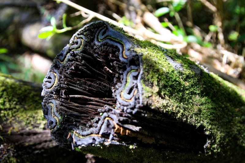 Fallen tree royalty free stock image Fallen tree royalty free stock image