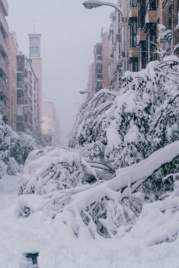 Fallen tree in Madrid with heavy snow and covered in snow due to historic snow storm Filomena with cars ander the trees. Buildings in the back