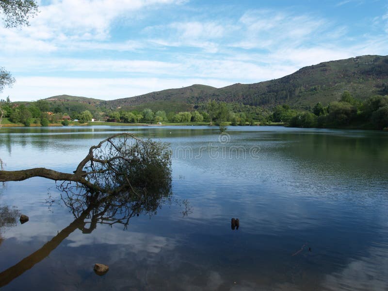Copac căzut peste lac royalty free stock photos