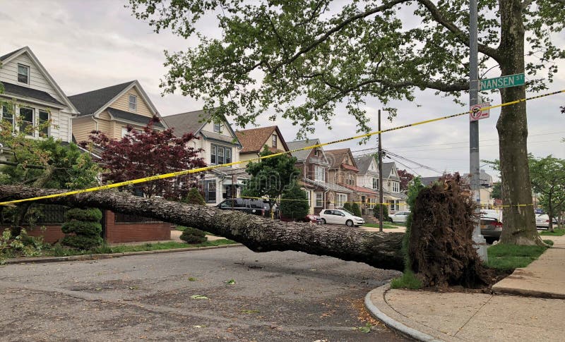 Large Tree Fallen Down Aftermath of Strong Storm Environmental Damage stock photo