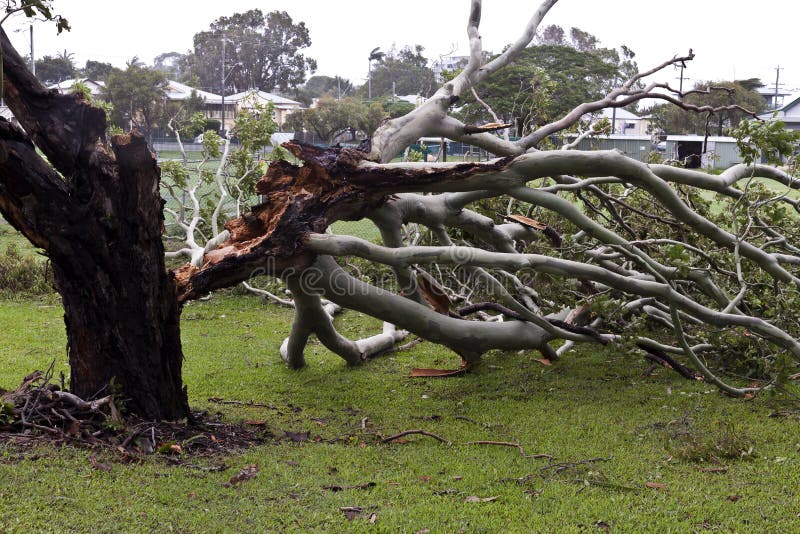 Fallen Tree, Storm Damage