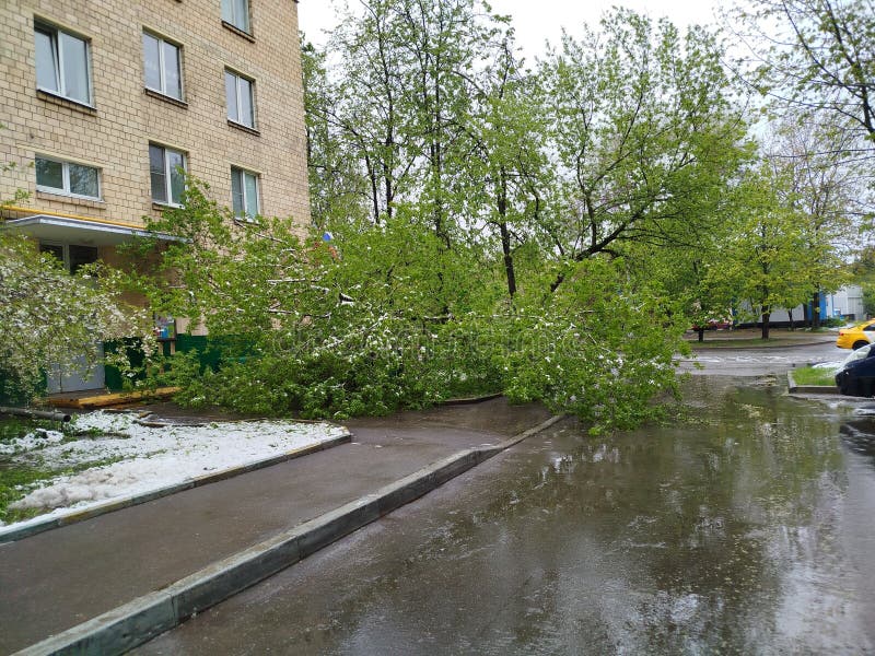 Fallen tree after storm near building. A large tree has fallen near a building entrance after a storm. The street is wet and hail is visible on the ground. The weather appears to have just cleared.