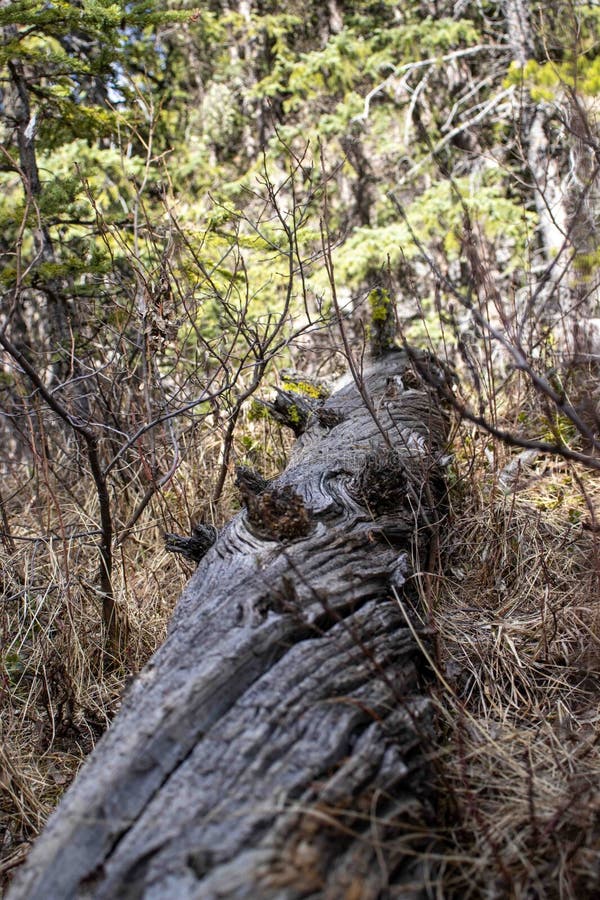 Fallen Tree Surrounded by Greenery royalty free stock photo
