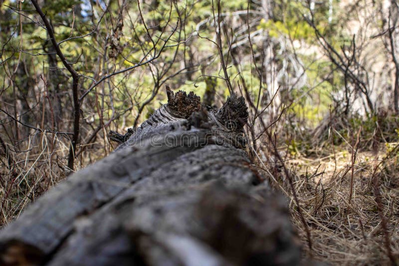 Fallen Tree Surrounded by Greenery royalty free stock photography