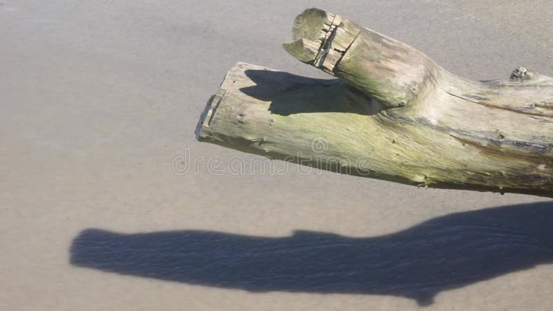 A piece of wood on the edge of the beach hit by the waves