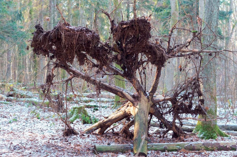 Fallen tree in winter forest, tree uprooted stock image Fallen tree in winter forest, tree uprooted stock image