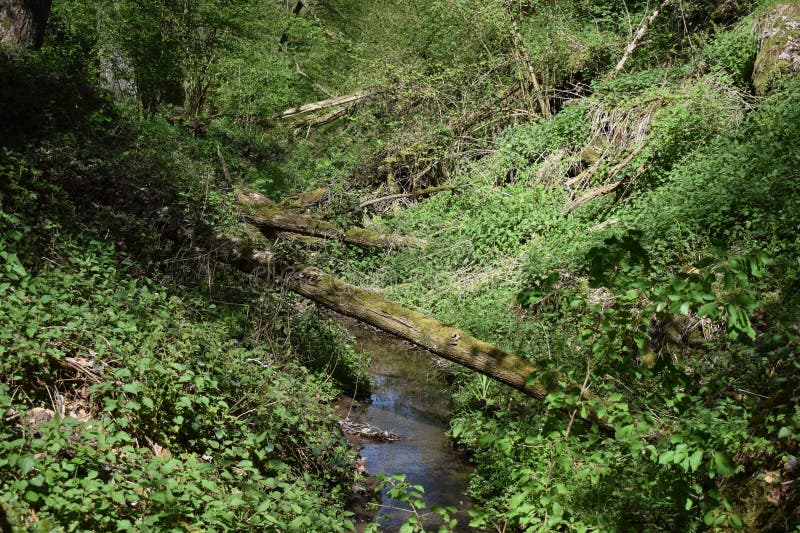 Fallen trees across a tiny river in the Wolfsschlucht stock images