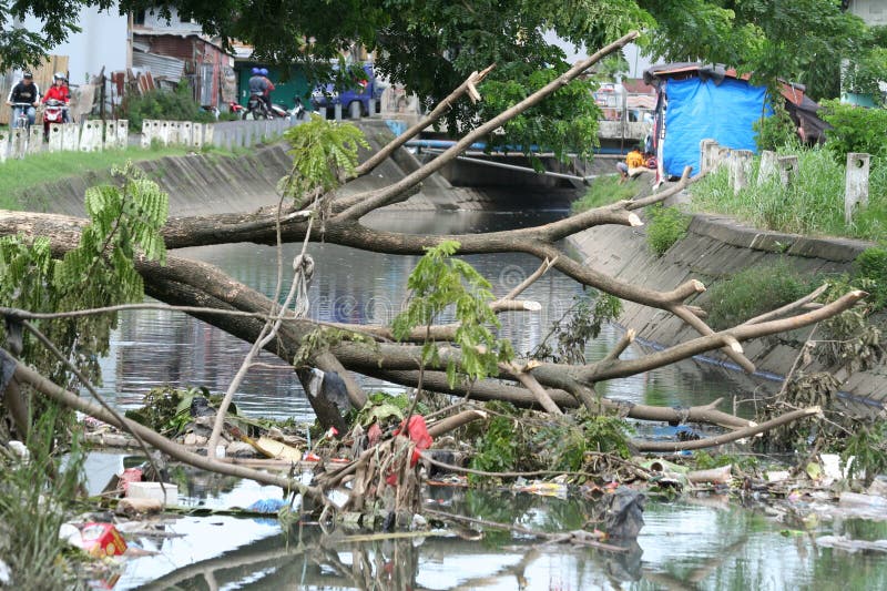 Fallen trees in canals. Fallen trees have not been removed, causing garbage to accumulate