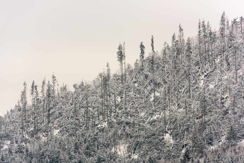 Windfall in Forest, Storm Damage. Stock Photo Image of broken, scenery 174126892