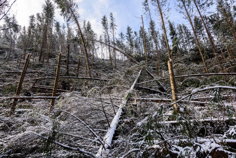 Windfall in Forest, Storm Damage. Stock Image Image of dead, damage