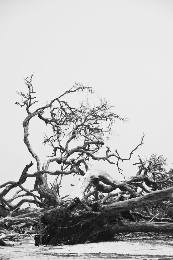 Fallen Trees on Driftwood Beach BW