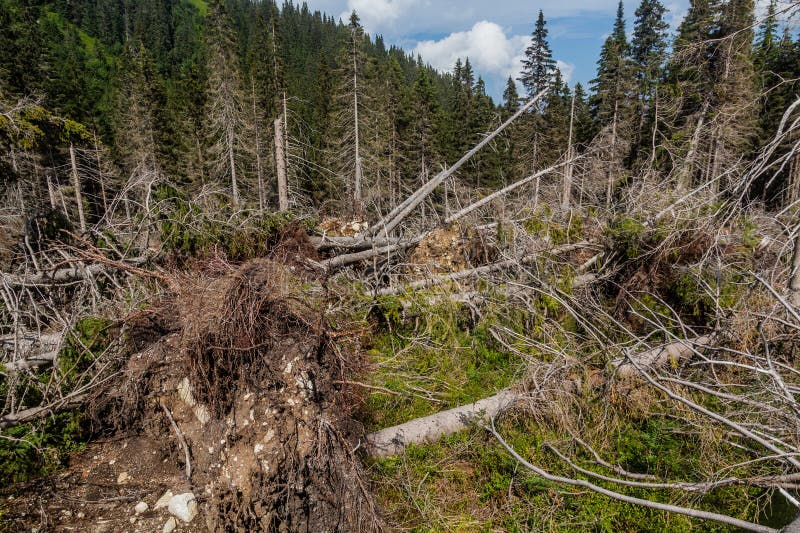 Fallen trees in Nizke Tatry mountains, Slovak