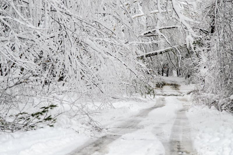 Fallen trees on road in winter snow storm royalty free stock images Fallen trees on road in winter snow storm royalty free stock images