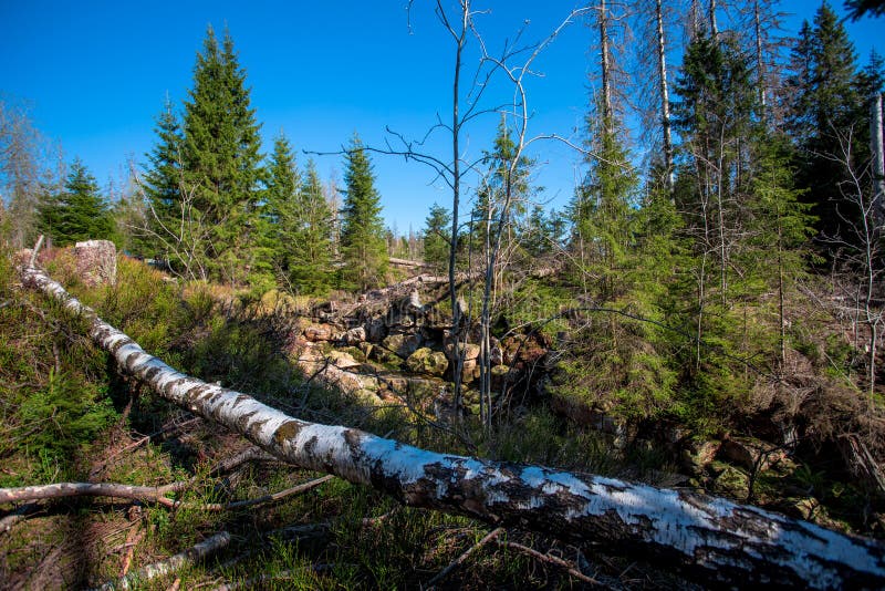 Siberian Taiga Stock Image Image Of Wood Vegetation 26801677