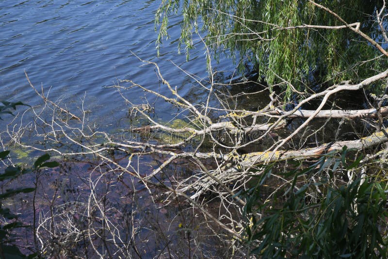 Copenhagen, Denmark.24 July 2021,  Fallen trees in water in local lake in danish capital Copenhagen   Photo..Francis Joseph Dean/Dean Pictures. Copenhagen, Denmark.24 July 2021,  Fallen trees in water in local lake in danish capital Copenhagen   Photo..Francis Joseph Dean/Dean Pictures