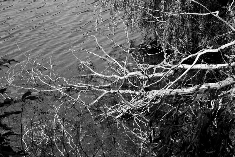 Copenhagen, Denmark.24 July 2021,  Fallen trees in water in local lake in danish capital Copenhagen   Photo..Francis Joseph Dean/Dean Pictures. Copenhagen, Denmark.24 July 2021,  Fallen trees in water in local lake in danish capital Copenhagen   Photo..Francis Joseph Dean/Dean Pictures