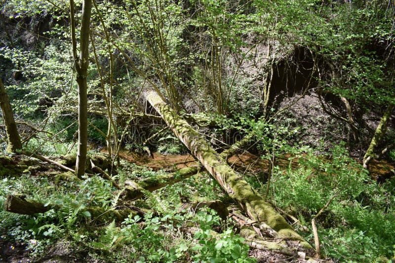 Fallen trees in a wild little valley stock photography