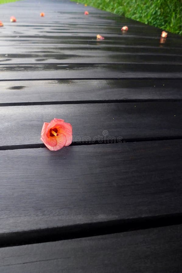 Zen nature. Fallen tropical red flower on wood path