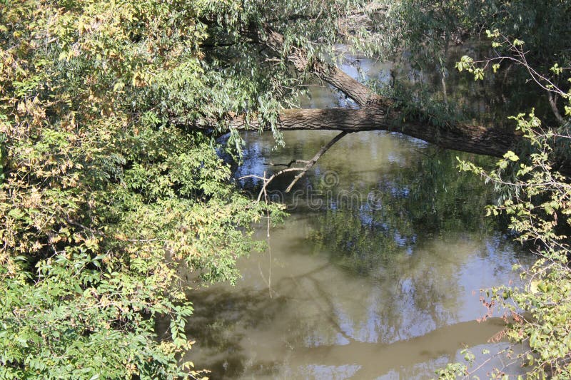 Fallen trunk of tree just over the river stock image
