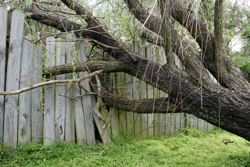 Fallen Willow Tree stock images