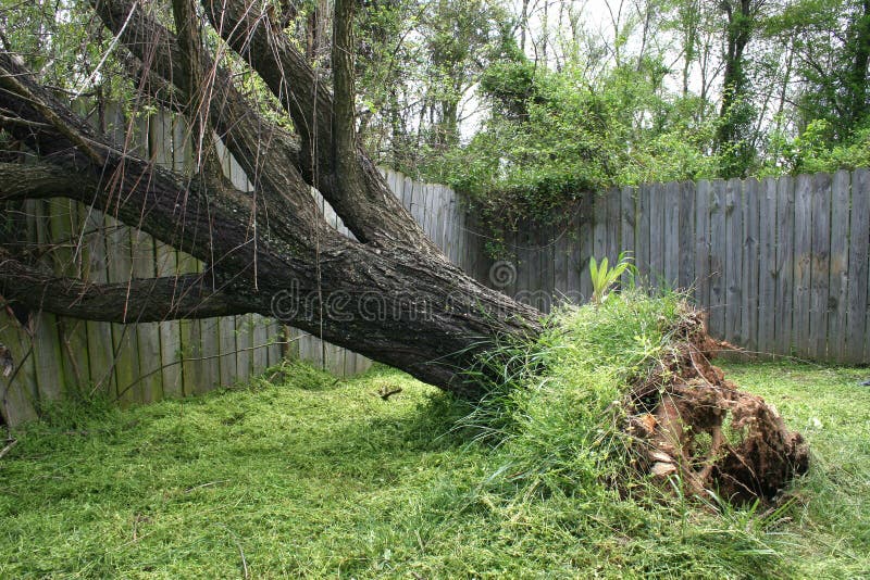 Fallen Willow Tree