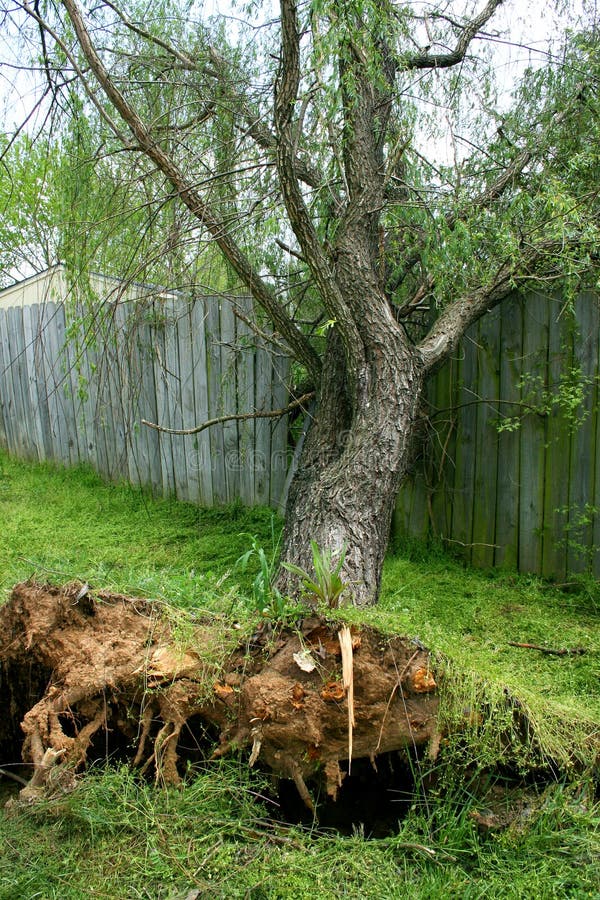 Fallen Willow Tree