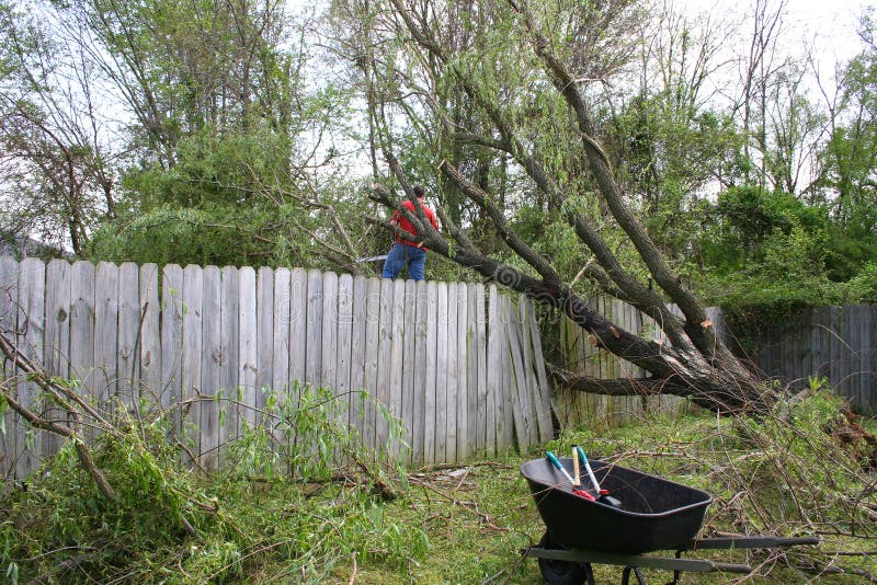 Fallen Willow Tree